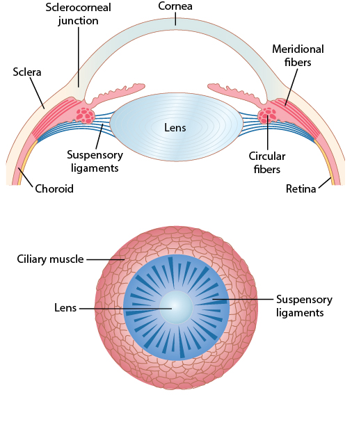 The lens, ciliary muscle, and suspensory ligaments, showing the apparatus responsible for accommodation