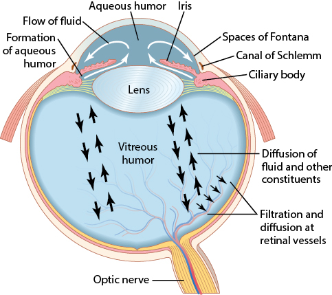 The fluid system of the eye showing aqueous humor formation and flow, and vitreous humor