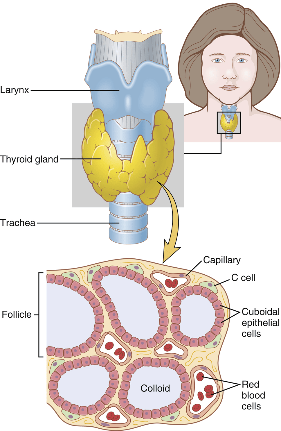 Figure 1.7