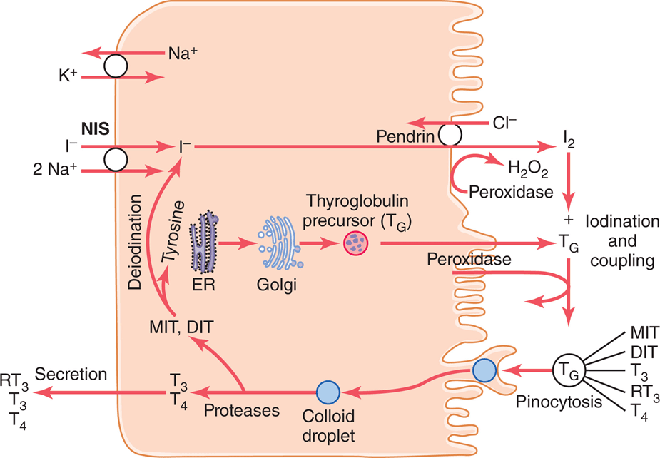 Figure 1.8
