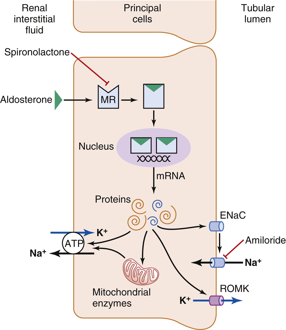 Figure 2.3
