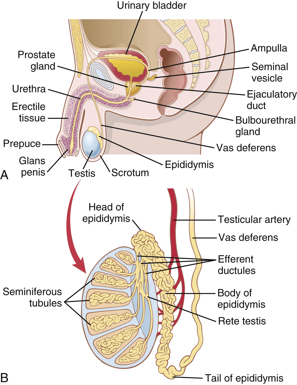 Figure 3.1