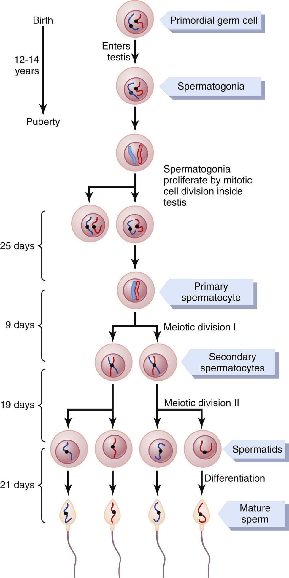 Figure 3.2