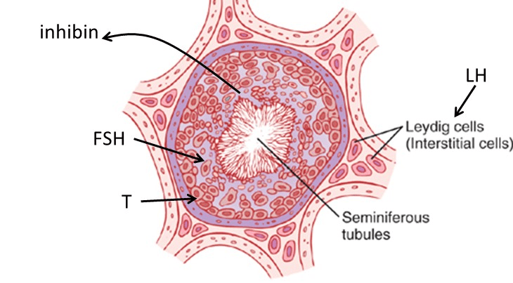 Figure 3.3