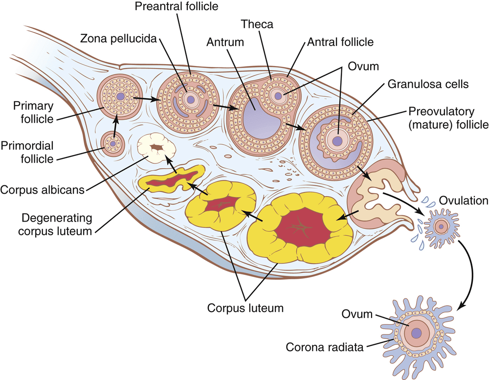 Figure 3.5