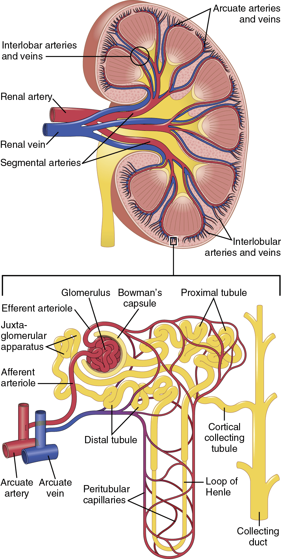 Figure 5.2