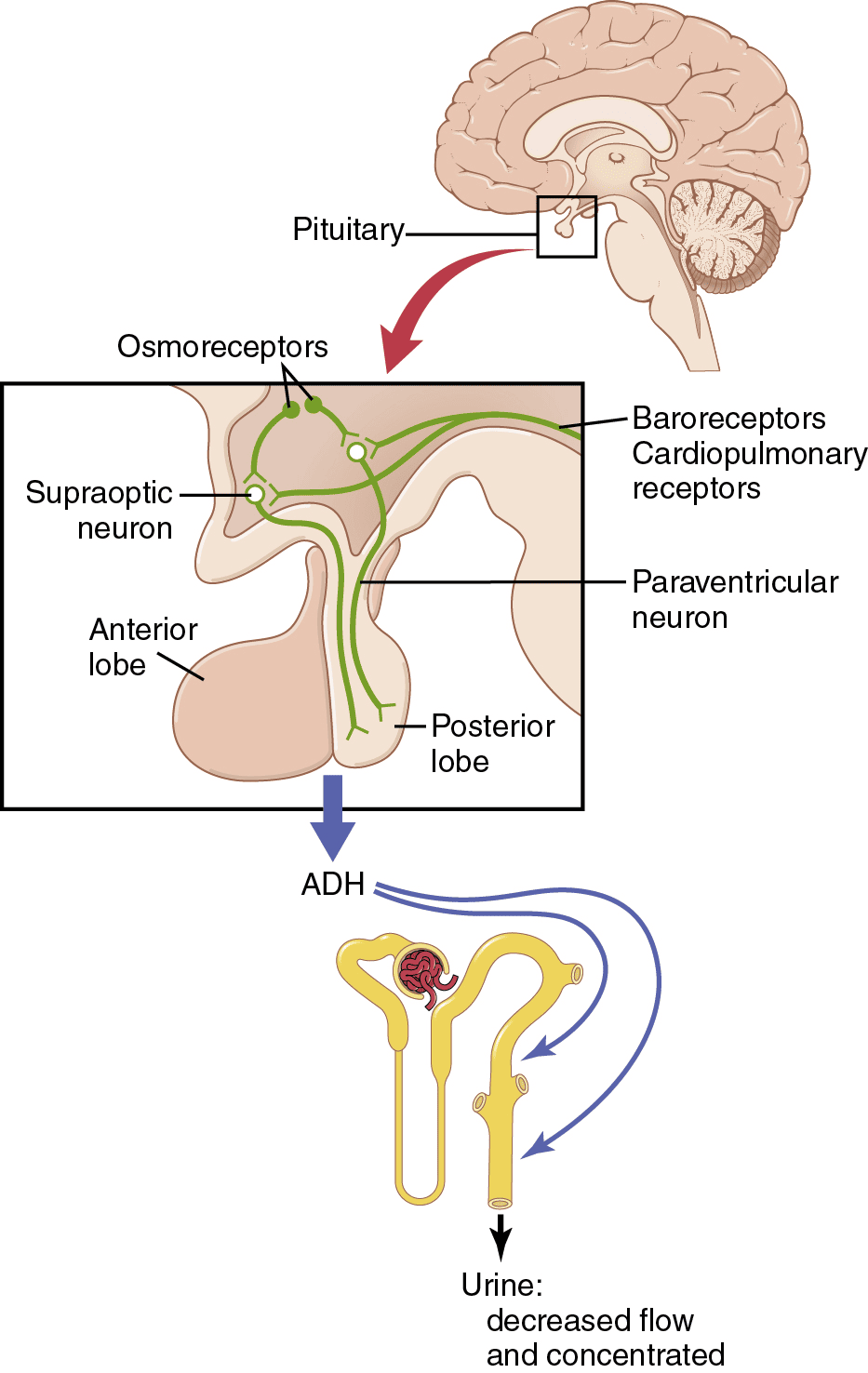 Figure 5.4