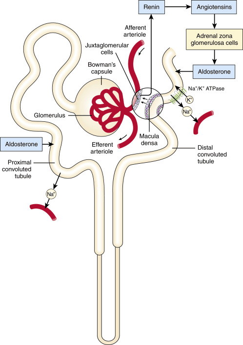 Figure 5.5