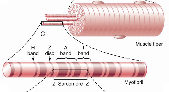 Figure 6.5