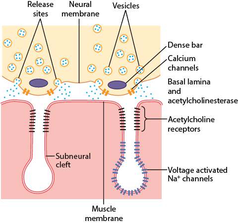 Figure 6.2
