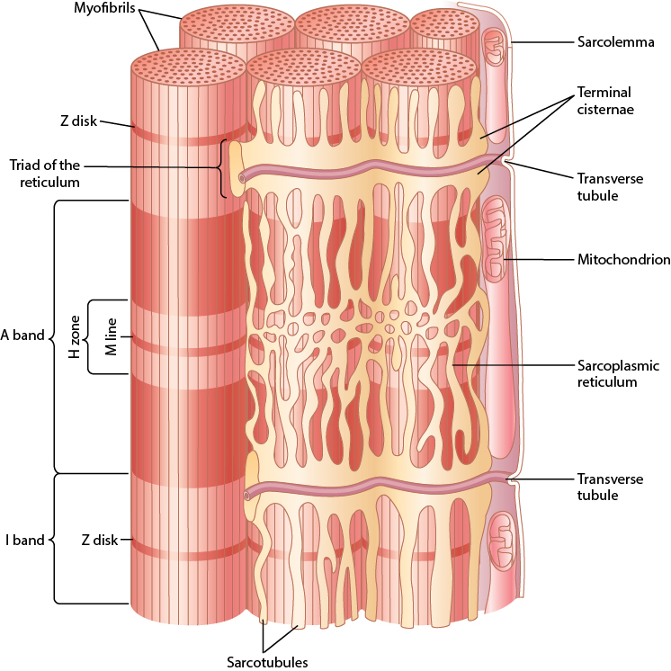 Figure 6.3