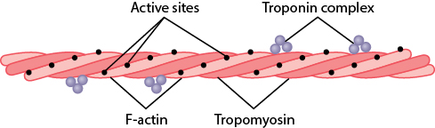 Figure 6.6