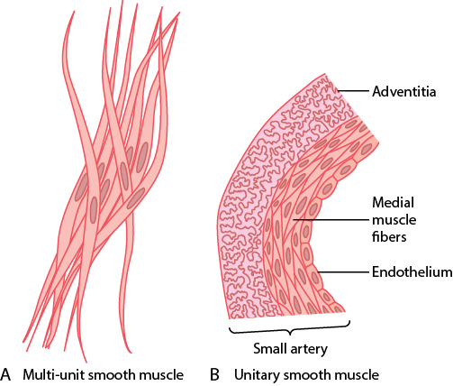 Multi-unit versus unitary smooth muscle organization