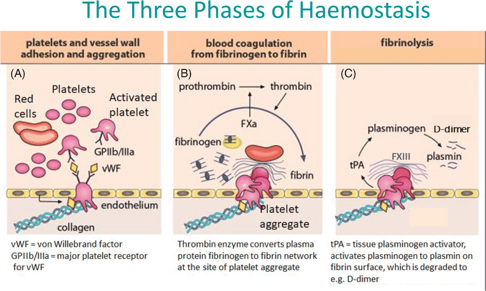 Three panels. Panel A, platelets and vessel wall adhesion and aggregation: von Willebrand factor binds exposed collagen and the platelet receptor glycoprotein IIb/IIIa, and platelets aggregate. Panel B, blood coagulation from fibrinogen to fibrin: factor Xa converts prothrombin to thrombin, and thrombin turns fibrinogen into a fibrin network at the platelet aggregate. Panel C, fibrinolysis: tissue plasminogen activator converts plasminogen to plasmin on the fibrin surface, and plasmin degrades the clot to fragments including D-dimer; factor XIII cross-links the fibrin.