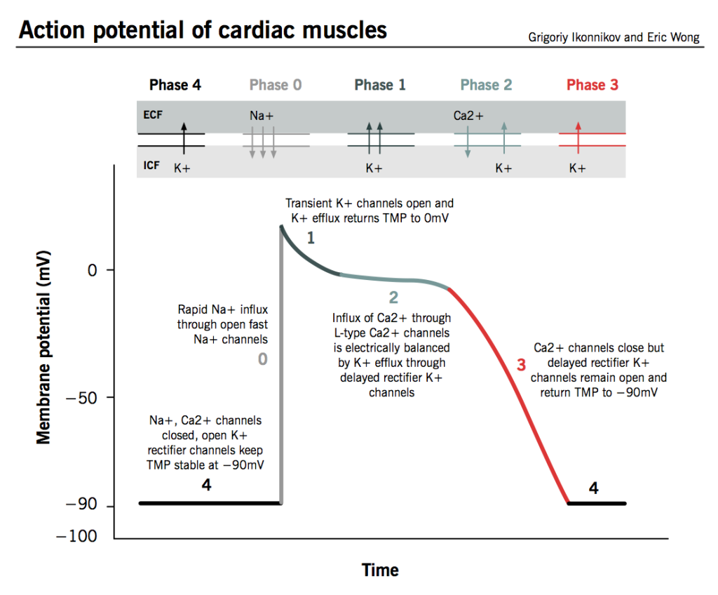 Graph of membrane potential against time for a cardiac muscle action potential. Phase 4 is flat at minus 90 millivolts, phase 0 rises steeply with sodium influx, phase 1 is a small notch, phase 2 is a plateau with calcium influx balanced by potassium efflux, and phase 3 falls back to minus 90 as calcium channels close and potassium channels remain open.
