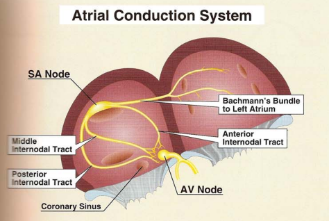 Illustration of the atria showing the sinoatrial node in the right atrium, Bachmann's bundle running to the left atrium, the anterior, middle and posterior internodal tracts converging on the atrioventricular node, and the coronary sinus beside it.